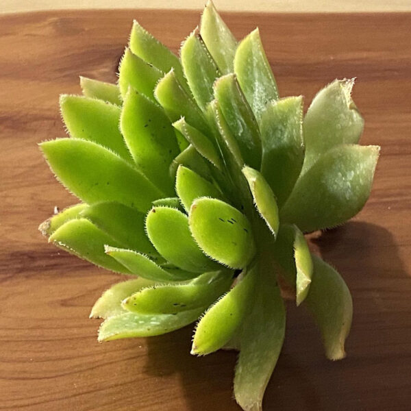 Aeonium simsii - Image 2