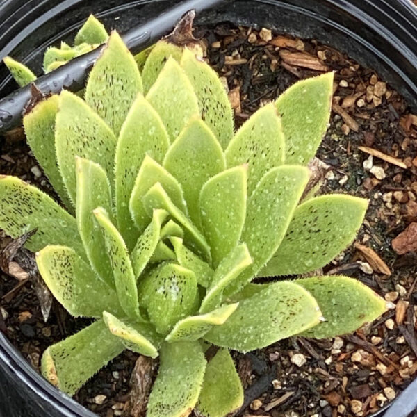 Aeonium simsii - Image 4