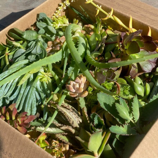 Succulent Variety Box