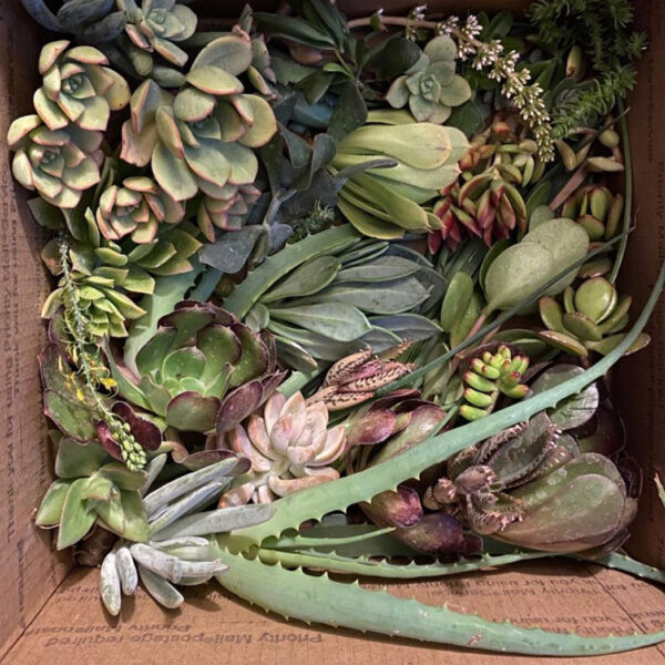 Succulent Variety Box - Image 2