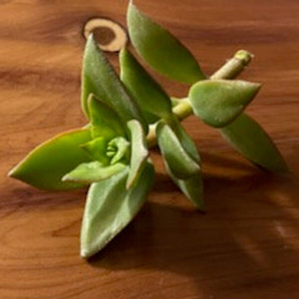 Succulent Variety Box - Image 9