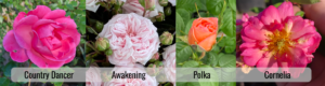 Four Roses currently available
